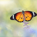 Petit monarque (Danaus chrysippus) - Mâle