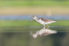 Chevalier aboyeur (Tringa nebularia)