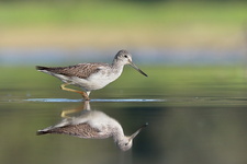 Chevalier aboyeur (Tringa nebularia)