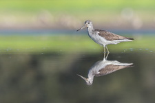 Chevalier aboyeur (Tringa nebularia)