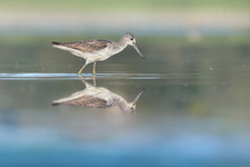 Chevalier aboyeur (Tringa nebularia)