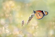 Petit monarque (Danaus chrysippus) - Femelle