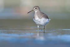 Chevalier culblanc (Tringa ochropus)
