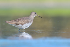 Chevalier culblanc (Tringa ochropus)
