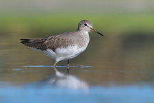 Chevalier culblanc (Tringa ochropus)