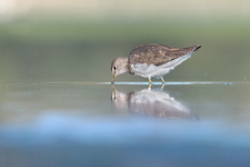 Chevalier culblanc (Tringa ochropus)
