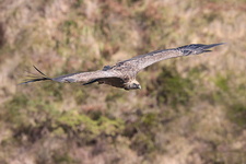 Vautour fauve (Gyps fulvus)