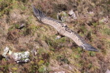 Vautour fauve (Gyps fulvus)