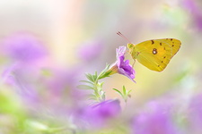 Souci (Colias crocea)